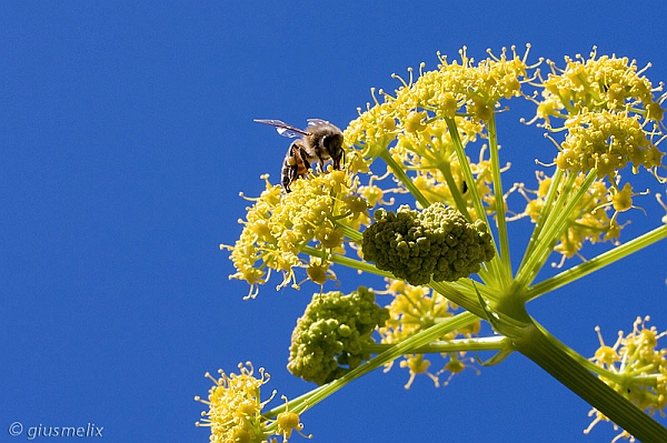 Fiore di ferula (40D_5047_2rid).jpg
